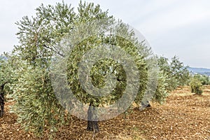 Row of Olea Europaea olive trees