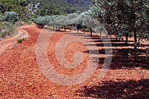 Row of olive trees in red soil