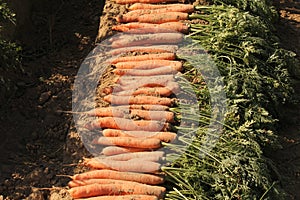 A row of orange carrots with green leaves closeup