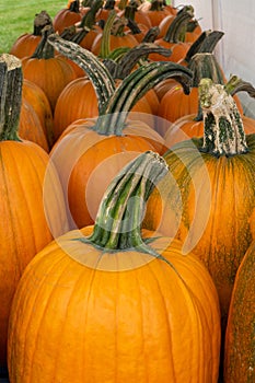 Row of orange pumpkins with gnarled stems