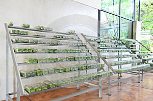 Row of orchid or plant tissue culture or lab in glass bottles on
