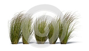 Row of ornamental grasses swaying in the wind isolated on white background