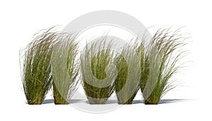 Row of ornamental grasses swaying in the wind isolated on white background photo