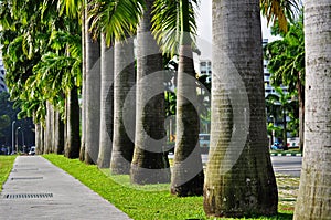 Línea de palmera un árbol 