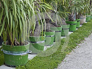 Row of palm tree seedlings