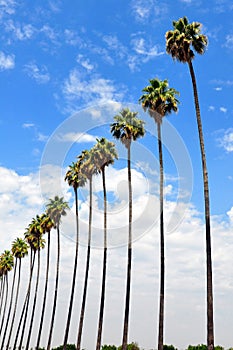 Row of Palm Trees