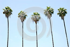 Row of Palm Trees