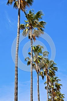 Row of palm trees