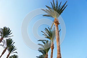 Row of palm trees against a beautiful blue sky