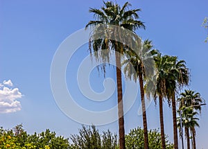 Row Of Palm Trees Against Blue Sky