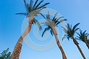 Row of palm trees against a blue sky