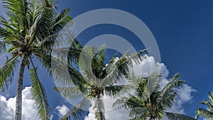 A row of palm trees against a blue sky and clouds.