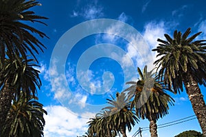 Row of palm trees against a blue sky, oasis