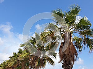 Row or palm trees against the blue sky, Sitges, Spain