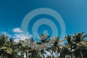 Row of palm trees against a blue sky. Tropical background