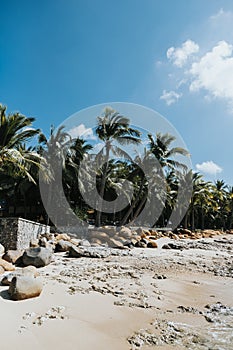 Row of palm trees against a blue sky. Tropical background