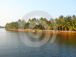 Row of Palm Trees along Backwater Canal in Kerala, India - A Natural Background