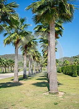 Row of palm trees along the road