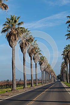 Row of Palm Trees along side a road