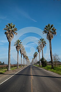 Row of Palm Trees along side a road