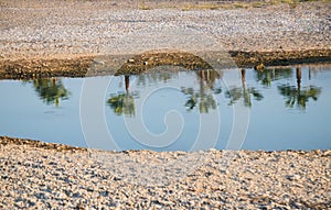 a row of palm trees on the bank are reflected in the water of the river. Turkey, Alanya