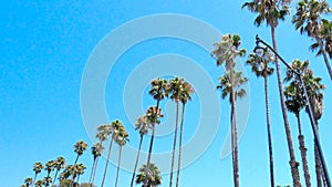 Row of Palm Trees on Beach Looking Up Into Blue Sky