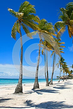 Row of Palm Trees on caribbean beach in Cap Cana photo