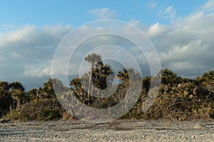 Row of palm trees at Caspersen Beach - 1