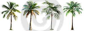 A row of palm trees isolated on a white background, ideal for design elements. Trees isolated