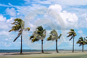 Row of palm trees between ocean and street blowing in strong winds with sand blowing and a tumultuous cloudy blue sky