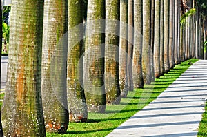 Línea de palmera árboles en 