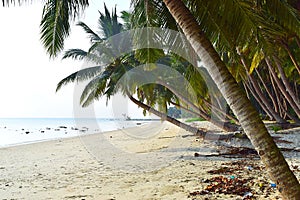 Row of Palm Trees at Peaceful Serene Beach, Vijaynagar, Havelock Island, Andaman, India