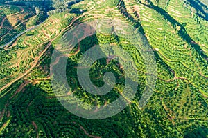 Row of palm trees plantation garden on high mountain in phang nga thailand Aerial view drone shot