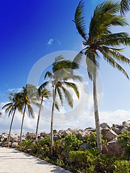 A row of palm trees at the road.