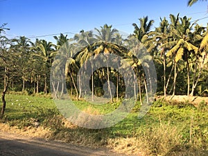 Row of palm trees at the road.
