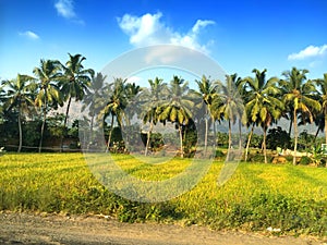 row of palm trees at the road.