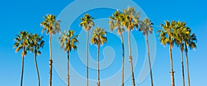 A row of palm trees with a sky blue background