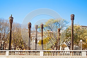 A row of palm trees in the street of southern european city after pruning cutting on winter spring day, Barcelona, Spain.