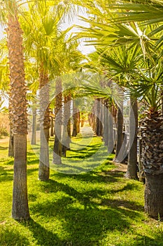 Row of palm trees in the sunshine casting shadows on green grass