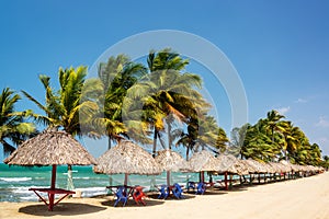 Row of Palm Trees photo