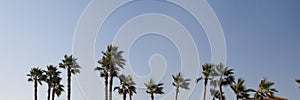 Row of palm trees` tops on the background of clear blue sky in sunny summer day. Happy holidays and travel concept. Long