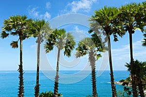 Row of Palm trees in tropical island with clear blue sky scenery