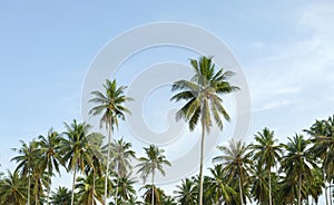 Row of Palm trees in tropical island with clear blue sky scenery background