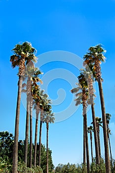 Row Palm Trees Vertical Layout