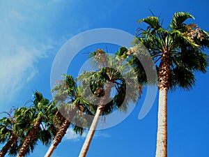 Row of Palms