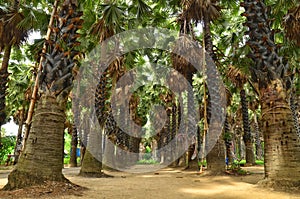 Row of Palmyra palm trees in the garden