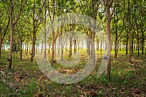 Row of para rubber tree in plantation Rubber