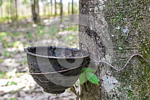 Tapping for Para rubber tree Hevea brasiliensis row agricultural.Green leaves in nature background.