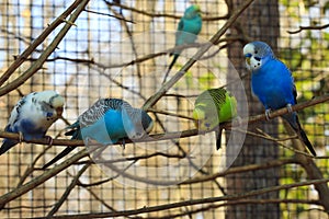 Row of Parakeets