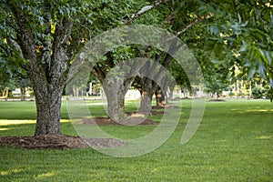 A row of pecan trees on a shady green lawn.